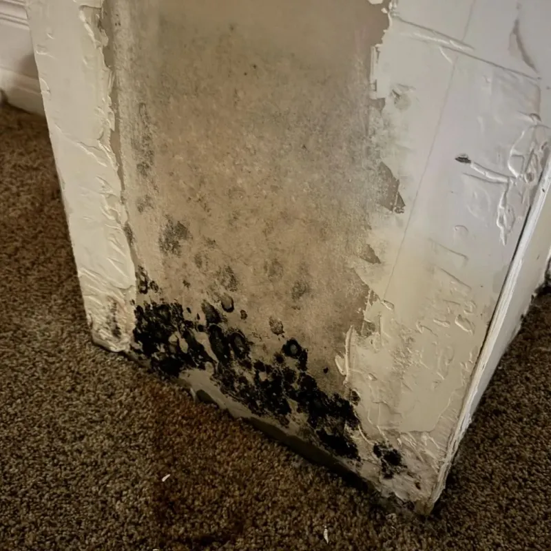 Professional Mold Removal in Meridian, MS
